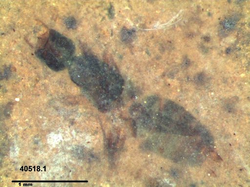 Formicidae