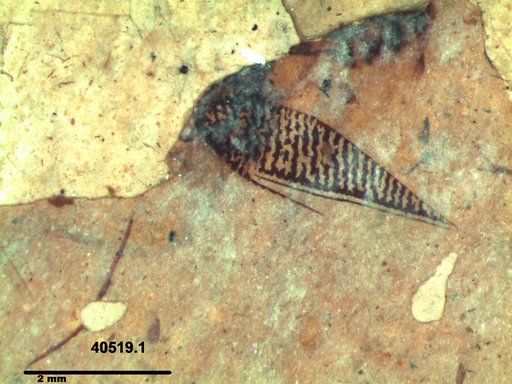 Corixidae