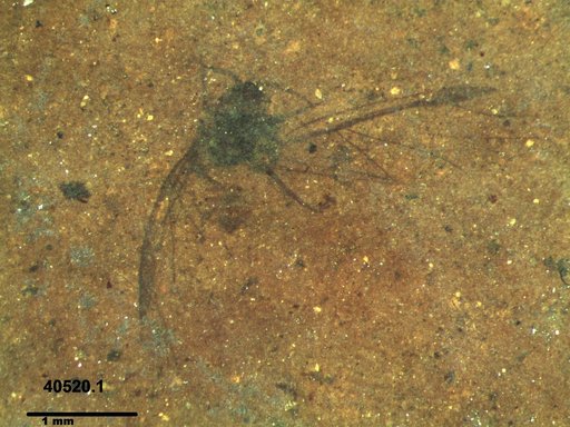 Aphididae