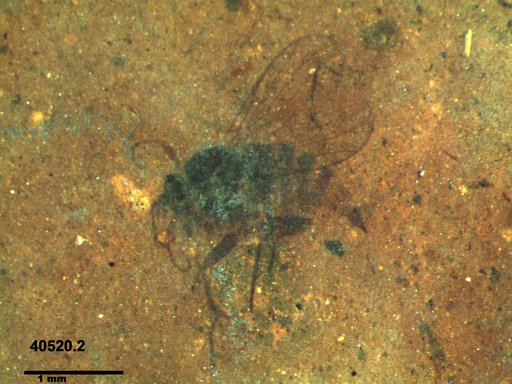 Diptera