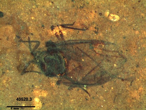 Aphididae