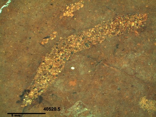 Genus sp