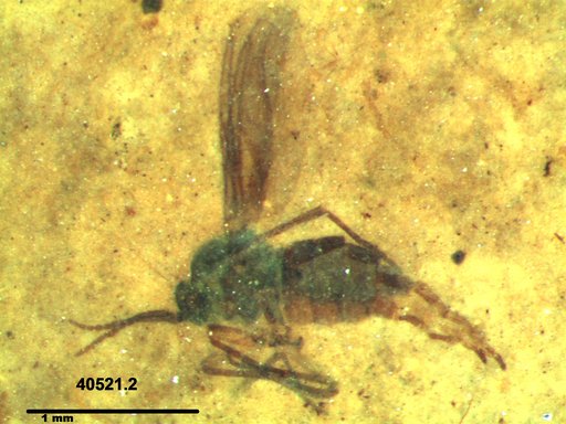 Diptera
