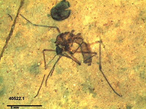 Diptera