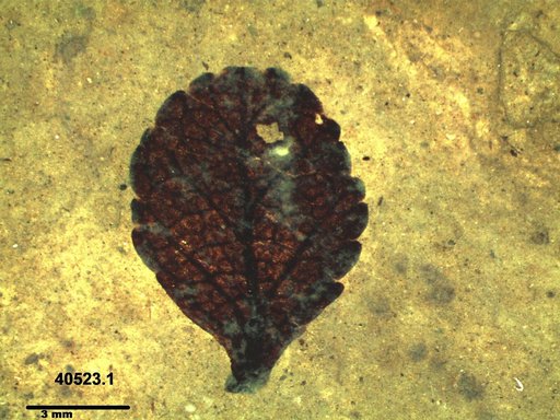 Tracheophyta