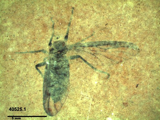 Genus sp