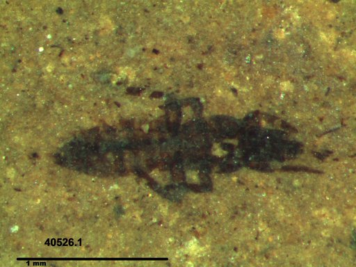 Genus sp