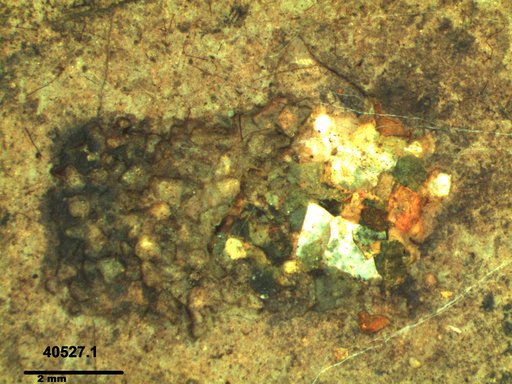 Genus sp