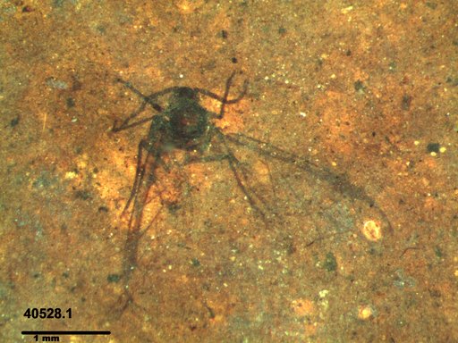 Aphididae