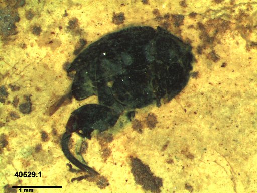 Bruchinae