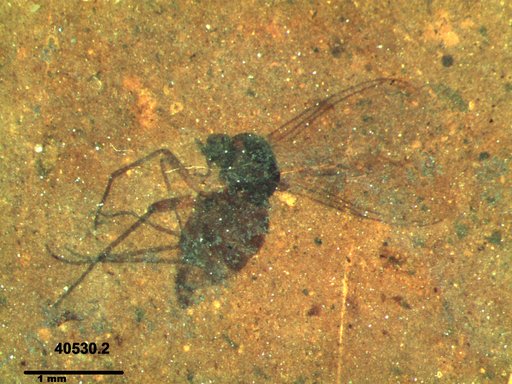 Diptera