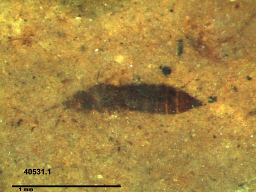 Genus sp