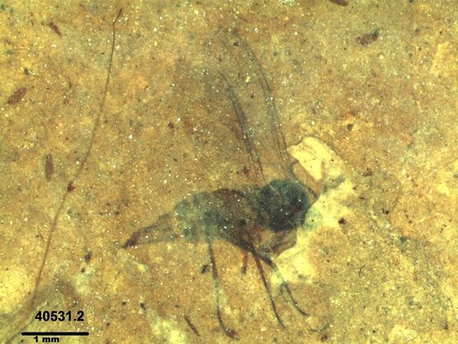 Diptera