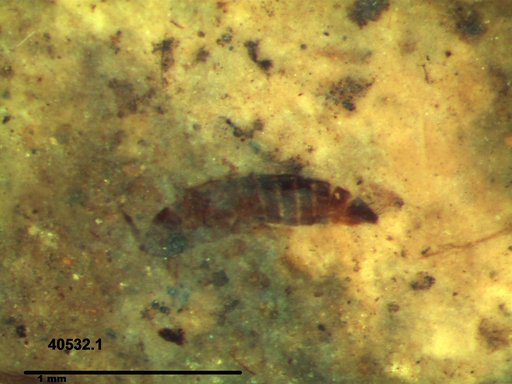 Genus sp