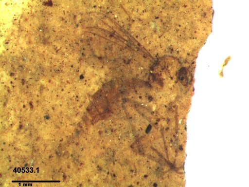 Diptera