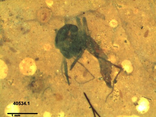Diptera
