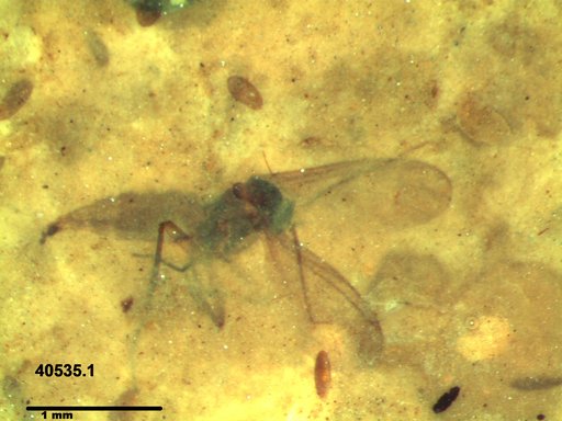 Diptera