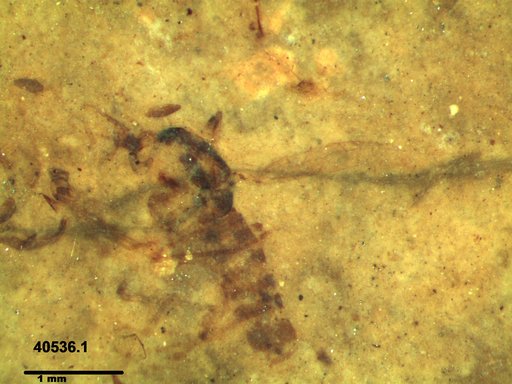 Chaoboridae