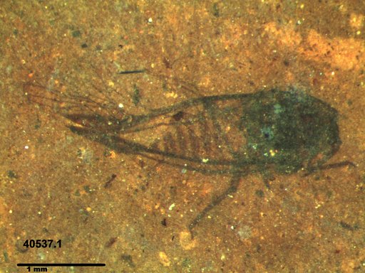 Aphididae