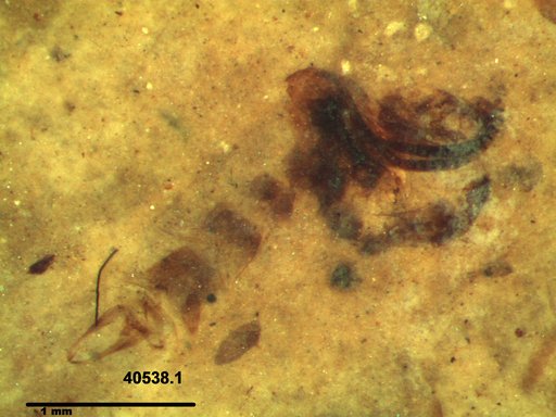 Chaoboridae