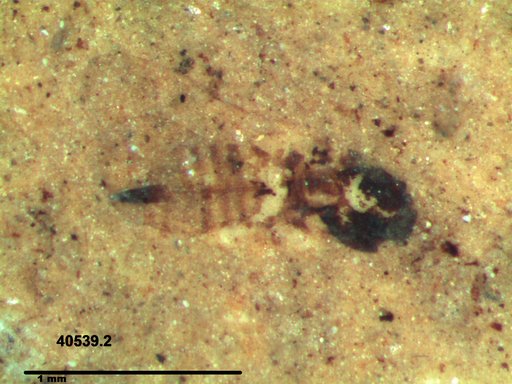 Genus sp