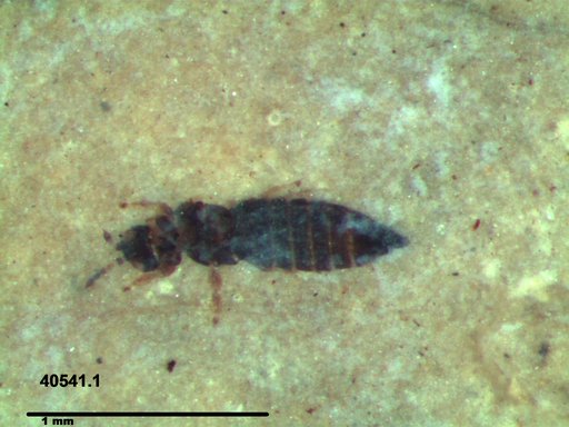 Genus sp