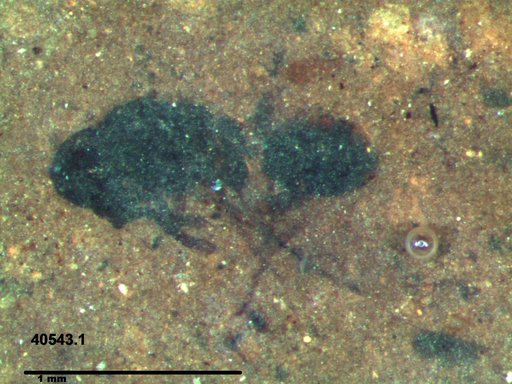 Genus sp