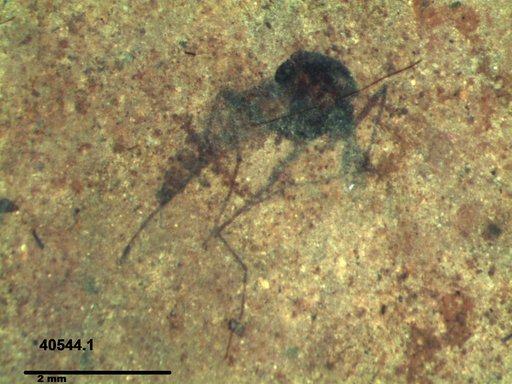 Diptera