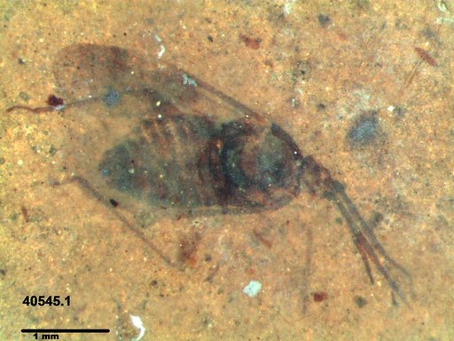 Genus sp