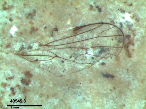 Diptera