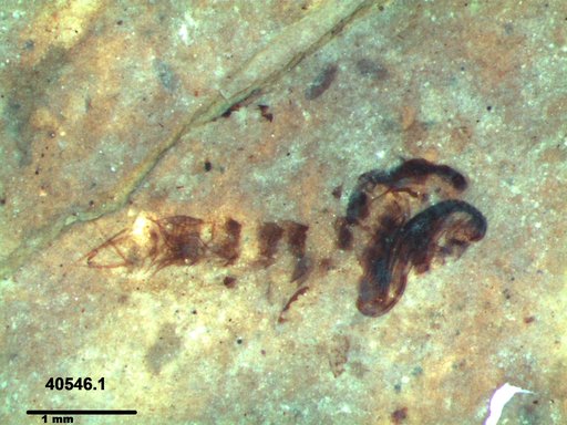 Chaoboridae