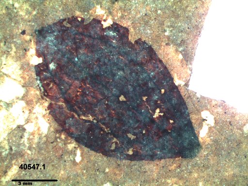 Tracheophyta