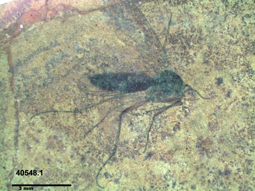 Diptera