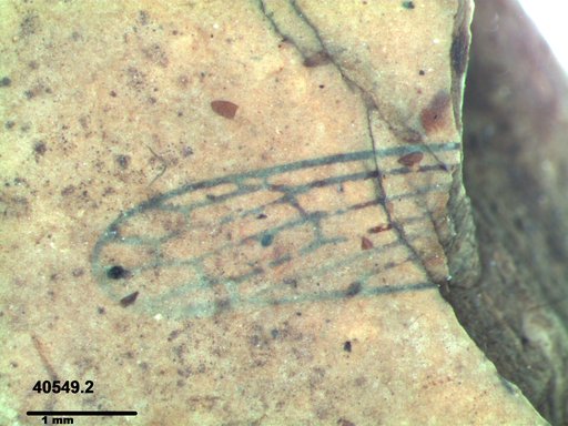 Genus sp