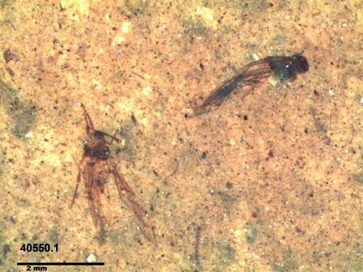 Aphididae
