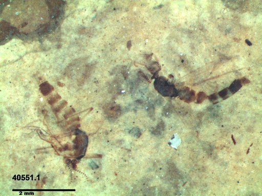 Chaoboridae