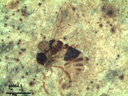 Formicidae