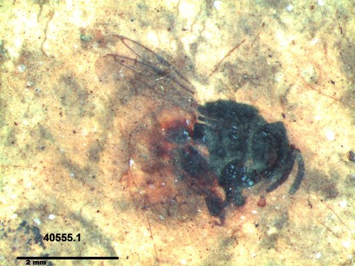 Apidae