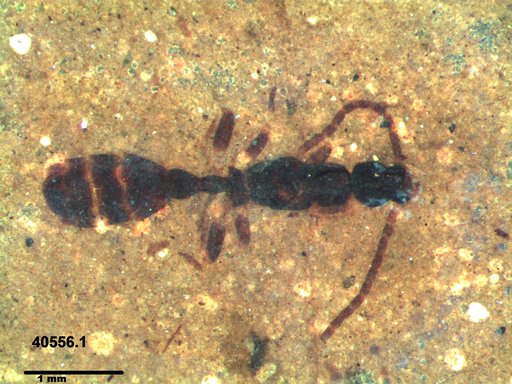 Formicidae