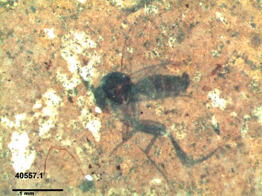 Mycetophilidae