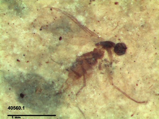 Diptera