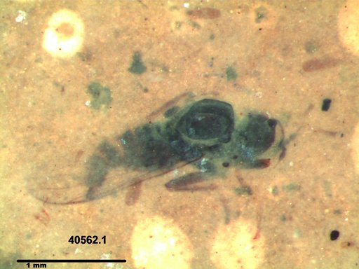 Diptera