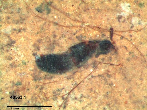 Genus sp