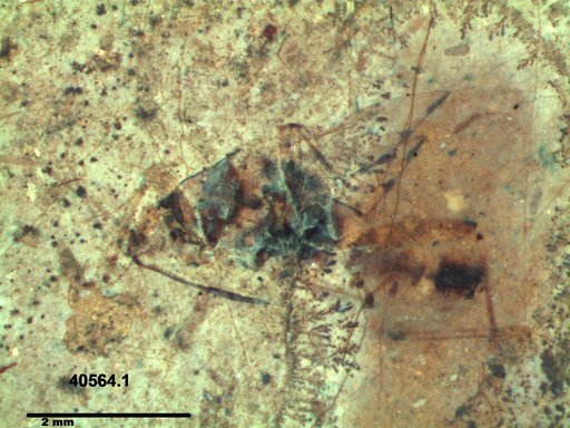 Genus sp