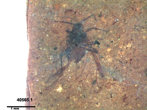 Aphididae