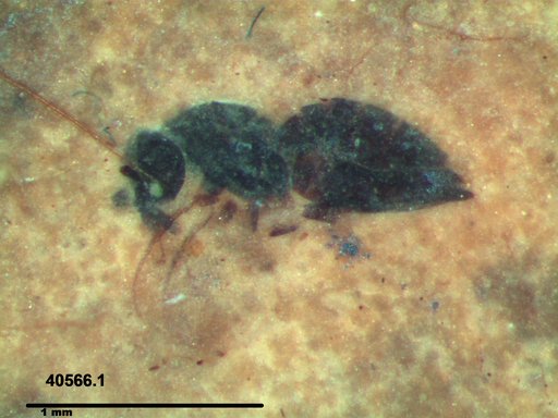Genus sp