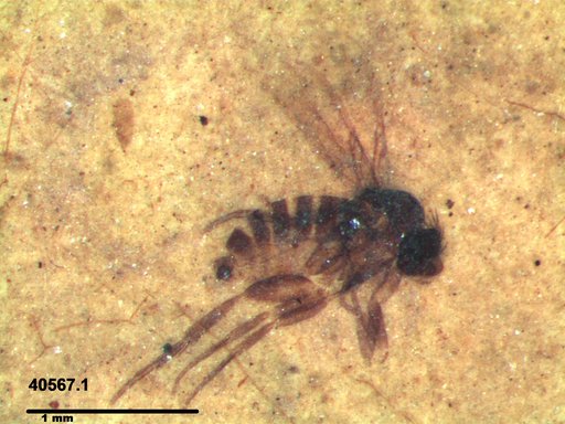 Phoridae