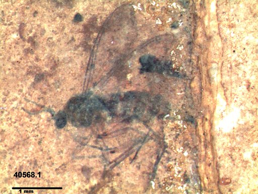 Diptera