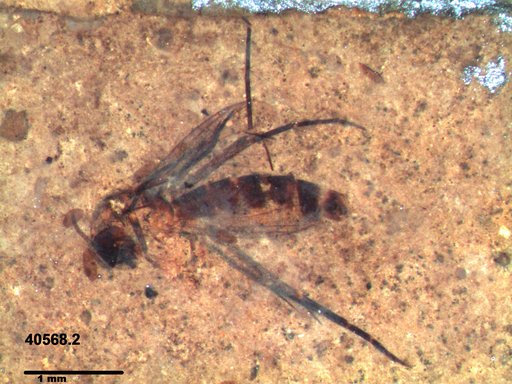 Mycetophilidae