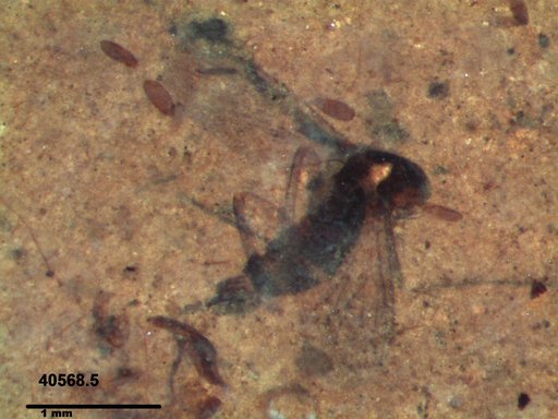 Diptera